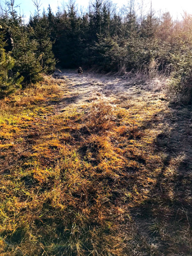 Leden ve svojí malebnosti, cesta z Vlčí rokle k lomu Doubí foto (c) Rafal