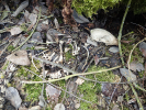 Kompletní skeleton nalezený na dně Požárů. Nejspíš kostra lišky foto DrKozel (c) 2019