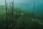 Podvodní divočina v jezeře Most připomíná pralesfoto (c) MejlaD 2020