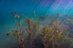 Podvodní rostliny, Jezero Mostfoto (c) MejlaD 2020
