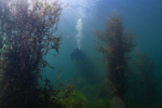 Potápěč pod hladinou jezera Mostfoto (c) MejlaD 2020