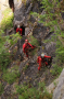 Tým druhé skupiny vyvazuje traverz k malé jeskyňce na úrovni 3. patra štol lomů Mexiko na Americefoto (c) Pavel Kubálek