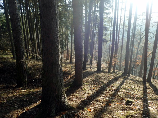 Cesta ke štole na Klínci se dá nakonfigurovat i jako několikakilometrová procházka lesem foto (c) DrKozel