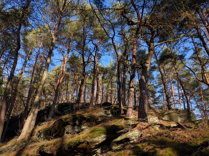 Vzrostlý borový les ukrývá v kopcích pozůstatky středověkých hradišť foto (c) Zbyněk
