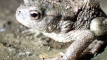 Obří žába žijící na dně propastifoto (c) Chmel