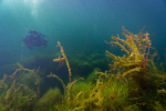 Potápěč pod hladinou jezera Most foto (c) MejlaD 2020
