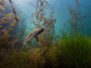 Štika pózuje potápěčům v jezeře Mostfoto (c) MejlaD 2020