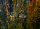 Sumec odpočívající v bujné vegetaci pod hladinou jezera Most foto (c) MejlaD 2020